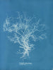 Dictyota dichotoma - Anna Atkins — weergave van het kunstwerk