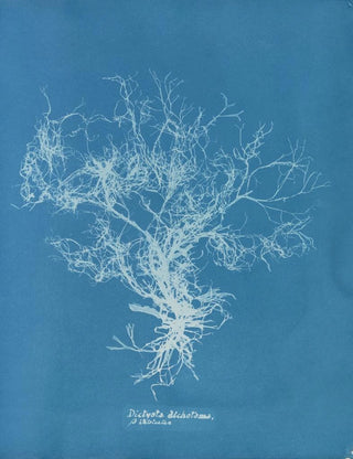 Anna Atkins - Dictyota dichotoma intricata.webp
