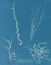 Dumontia filiformis - Anna Atkins — weergave van het kunstwerk