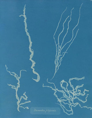 Anna Atkins - Dumontia filiformis.webp