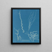 Dumontia filiformis - Anna Atkins — ingelijst kunstwerk aan de muur