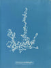 Ectocarpus landsburghii - Anna Atkins — weergave van het kunstwerk