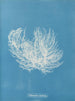 Ectocarpus distortionus - Anna Atkins — weergave van het kunstwerk