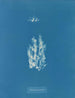 Ectocarpus punillus - Anna Atkins — weergave van het kunstwerk