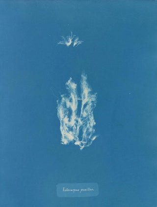 Anna Atkins - Ectocarpus pusillus.webp