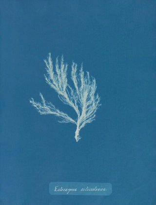 Anna Atkins - Ectocarpus siliculosus.webp