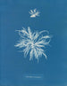 Ectocarpus tomentosus - Anna Atkins — weergave van het kunstwerk