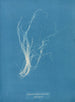 Enteromorpha compressa - Anna Atkins — weergave van het kunstwerk