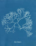 Fucus Machaii - Anna Atkins — weergave van het kunstwerk