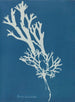 Fucus ceranoïdes - Anna Atkins — weergave van het kunstwerk