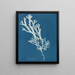 Fucus ceranoïdes - Anna Atkins — ingelijst kunstwerk aan de muur