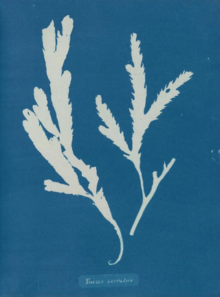 Anna Atkins - Fucus serratus.webp