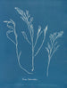 Bourdon tuberculeux - Anna Atkins — weergave van het kunstwerk