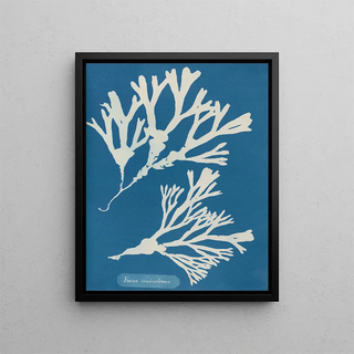 Anna Atkins - Fucus vesiculosus.webp