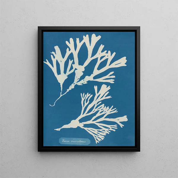 Anna Atkins - Fucus vesiculosus.webp