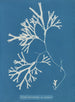 Fucus vesiculosus var. linéaire - Anna Atkins — weergave van het kunstwerk