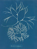 Furcellaria fastigiata - Anna Atkins — weergave van het kunstwerk