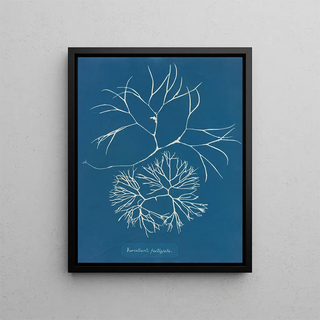 Anna Atkins - Furcellaria fastigiata.webp