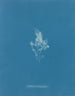 Glace cartilagineuse - Anna Atkins — weergave van het kunstwerk