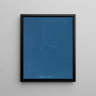 Anna Atkins - Gigartina Griffithsiae.webp