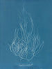 Gigartina acicularis - Anna Atkins — weergave van het kunstwerk