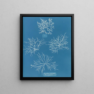 Anna Atkins - Gigartina acicularis a in fine fruit.webp