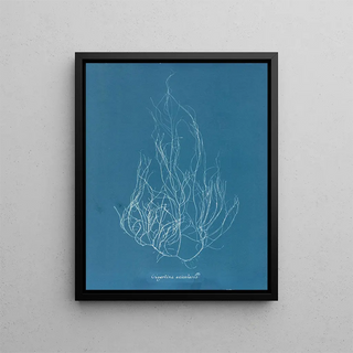 Anna Atkins - Gigartina acicularis.webp