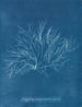 Roze violet grote in fruit - Anna Atkins — weergave van het kunstwerk