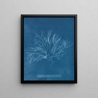 Anna Atkins - Gigartina purpurascens in fruit.webp