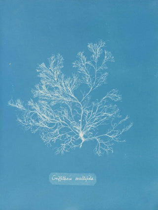 Anna Atkins - Griffithsia multifida.webp