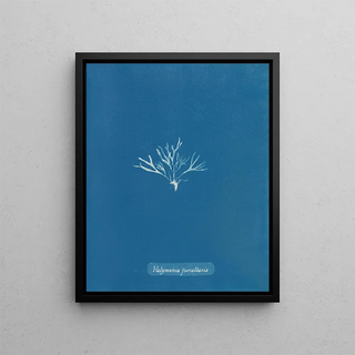 Anna Atkins - Halymenia furcellaria.webp
