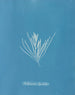 Hylemenia ligulata - Anna Atkins — weergave van het kunstwerk