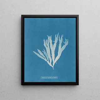 Anna Atkins - Halymenia ligulata var latifolia.webp