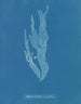 Halymenia ligulata var. ramentacea - Anna Atkins — weergave van het kunstwerk