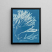 Halyséris polypodioides - Anna Atkins — ingelijst kunstwerk aan de muur