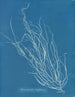 Helminthocladia Griffithsiana - Anna Atkins — weergave van het kunstwerk