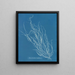 Helminthocladia Griffithsiana - Anna Atkins — ingelijst kunstwerk aan de muur