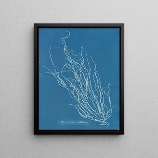 Anna Atkins - Helminthocladia Griffithsiana.webp