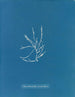 Helminthocladia vermicularis - Anna Atkins — weergave van het kunstwerk