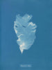 Kalymenia Dubyi - Anna Atkins — weergave van het kunstwerk