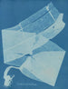 Laminaire bulbeuse schilderij - Anna Atkins — weergave van het kunstwerk