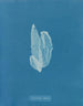 La laminaire est faible - Anna Atkins — weergave van het kunstwerk