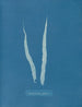 Fascia laminaire - Anna Atkins — weergave van het kunstwerk