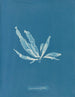 Laminaria phyllitis - Anna Atkins — weergave van het kunstwerk