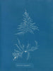 Laurencia dasyphylla - Anna Atkins — weergave van het kunstwerk