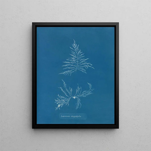 Anna Atkins - Laurencia dasyphylla.webp