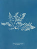 Laurencia pinnatifida var. angusta - Anna Atkins — weergave van het kunstwerk