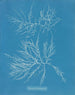 Laurence schilderij is erg mager - Anna Atkins — weergave van het kunstwerk