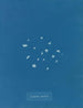 Lichenrand - Anna Atkins — weergave van het kunstwerk