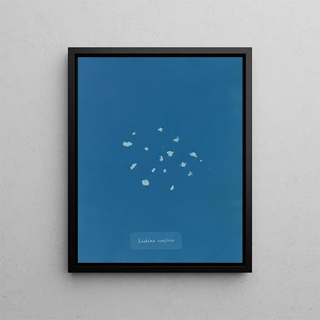 Anna Atkins - Lichina confinis.webp